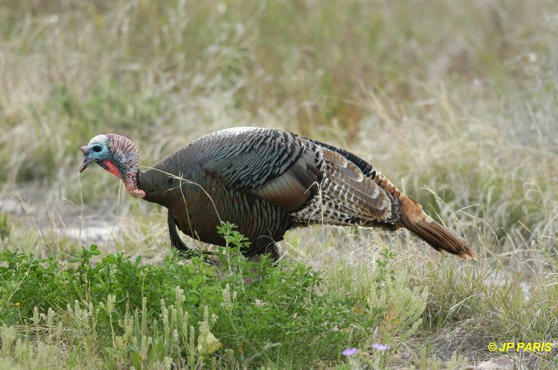 Meleagris gallopavo
